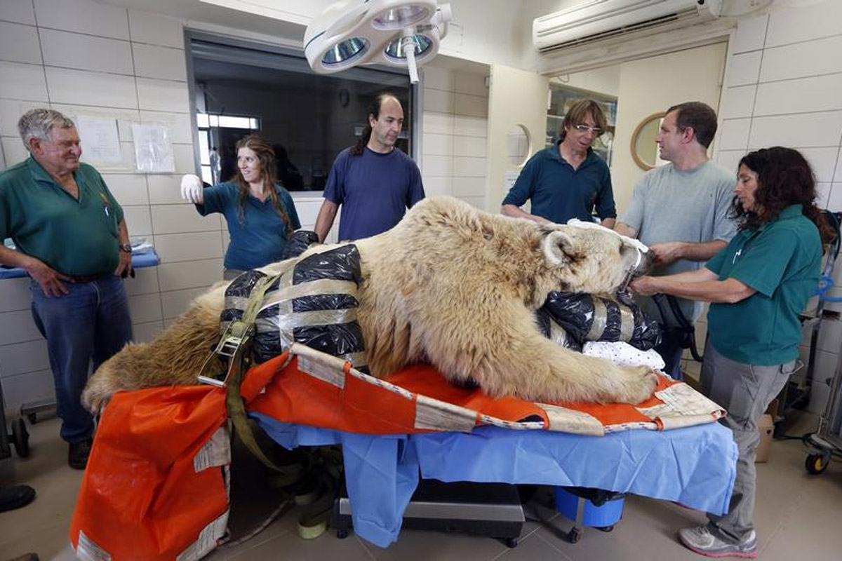 Zoo staff stand beside Mango, a 19-year-old Syrian brown bear, during preparations before his surgery in Tel Aviv, Israel in May. Mango suffers from a slipped disk and was due to undergo complicated spinal surgery.