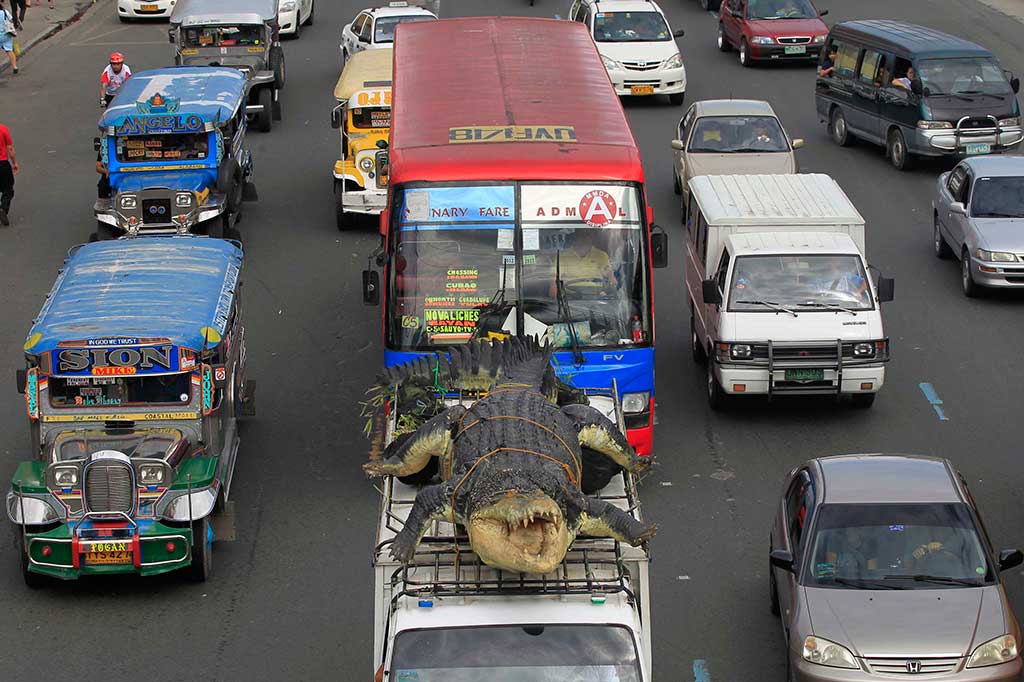 A 21-foot crocodile robot "Longlong" is strapped to the top of a fan to be transported to Crocodile Park in Manila, Philippines in July. The robot was inspired by LoLong, the largest saltwater crocodile in ever been captivity.