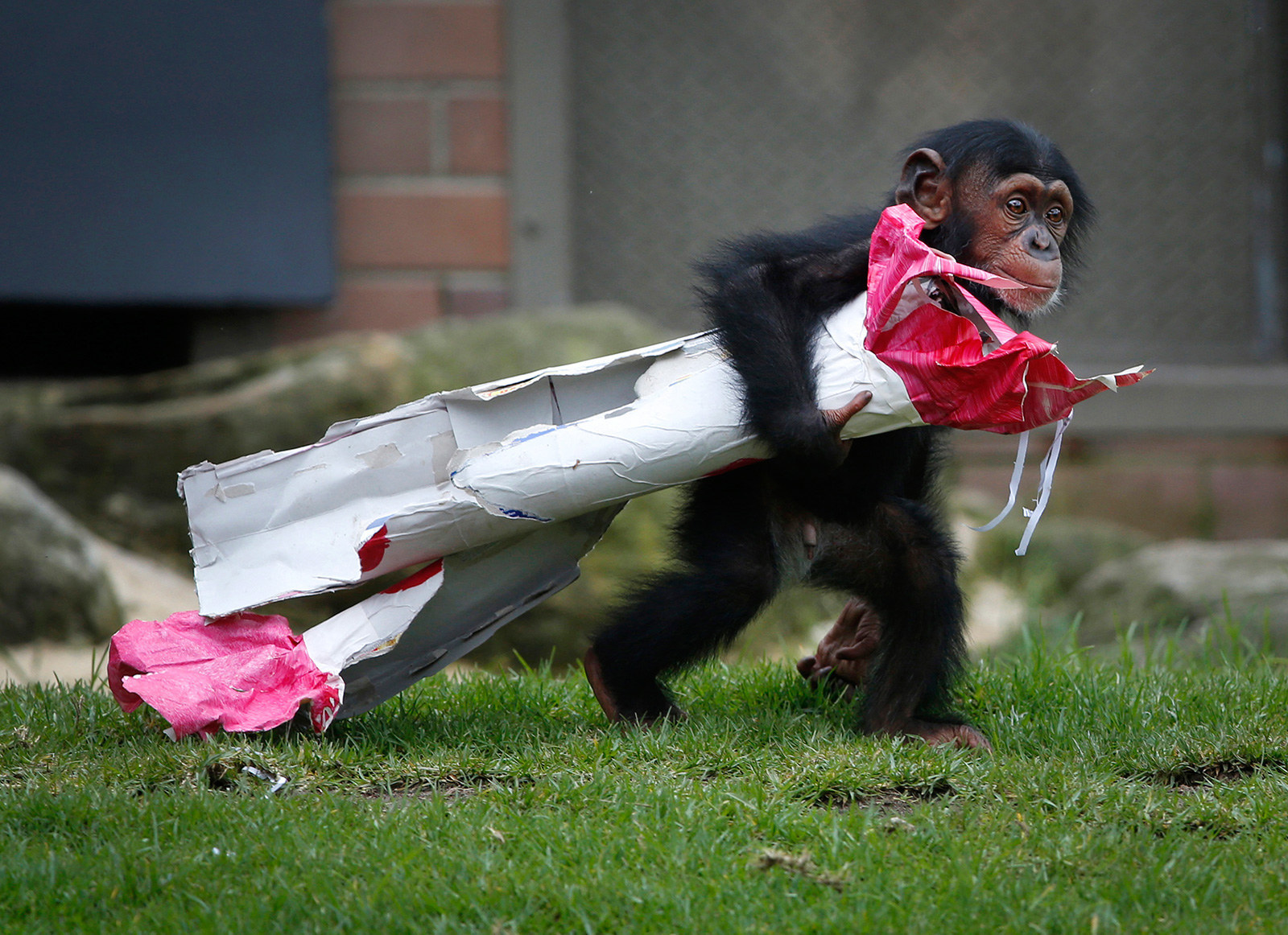 A 13-month-old chimp named Fumo carries a Christmas present of food treats in wrapping paper under his arm during a Christmas-themed feeding time at Sydney's Taronga Park Zoo on Dec. 9.