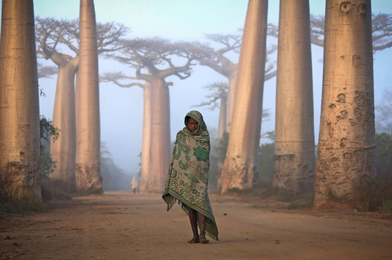 MALAGASY GIRL WALKS AMONG THE BAOBAB TREES