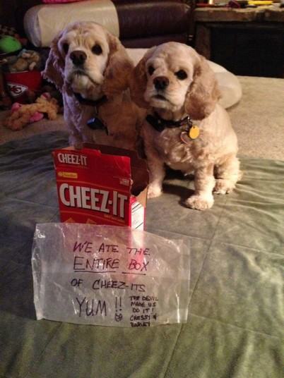 dog like cheez its - Cheezt Cheezit We Ate The Entire Box Of CheezTs To Del Mane Us Do It! Chessy