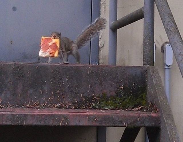 squirrel with pizza