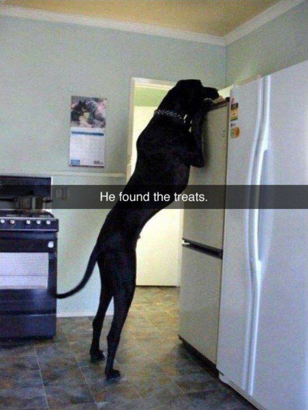he found the treats - He found the treats.
