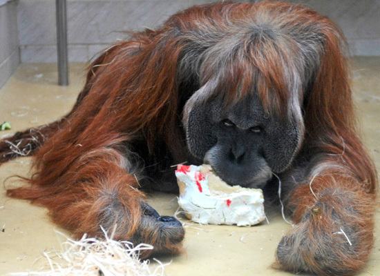 animals eating birthday cake