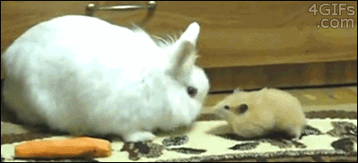 hamster and bunny gif - 4GIFs .com