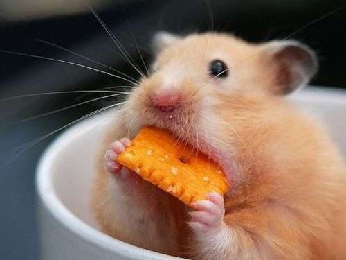 cute animal eating