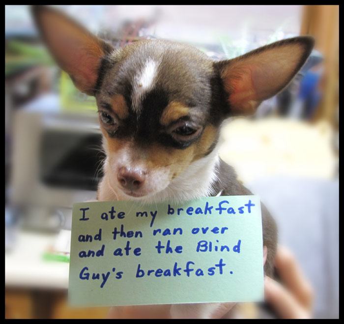 funny dog shaming - I ate my breakfast and then 'ran over and ate the Blind Guy's breakfast.