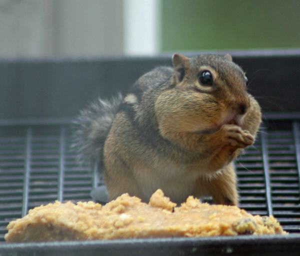 chipmunks eating foods