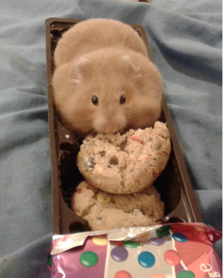 cute fat hamsters