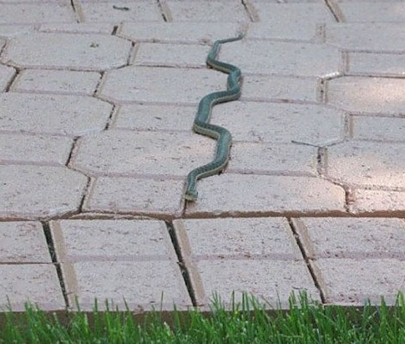 This snake.