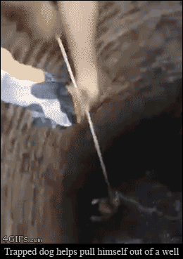 4 GIFs.com Trapped dog helps pull himself out of a well