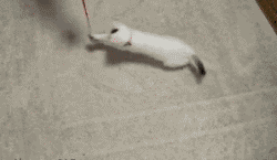 27 GIFs With Unexpected Endings