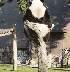 funny animals gifs panda