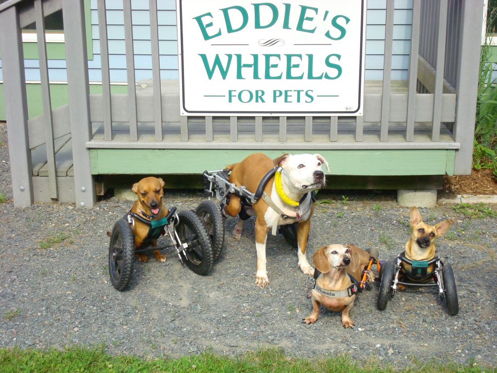 Eddie's Wheels does awesome things for diabled dogs.