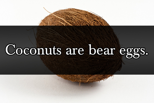 brown coconut - Coconuts are bear eggs.