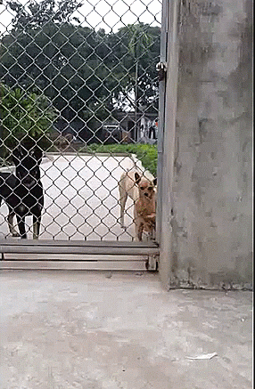 dog escape gif - 1