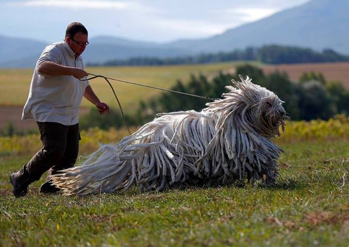 This is a Komondor, a traditional Hungarian guard dog.