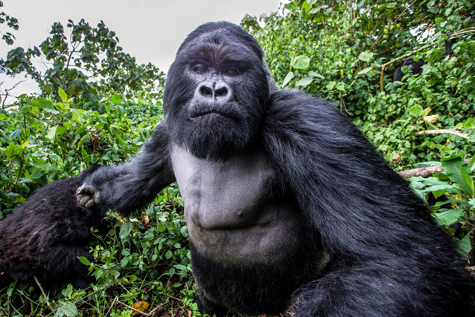 Picture of a Mountain Gorilla right before he punched the photographer.