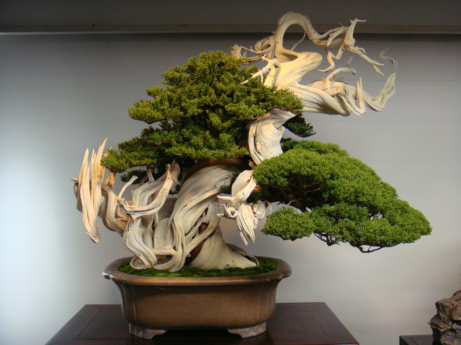 This Bonsai Tree Is Over 800 Years Old.