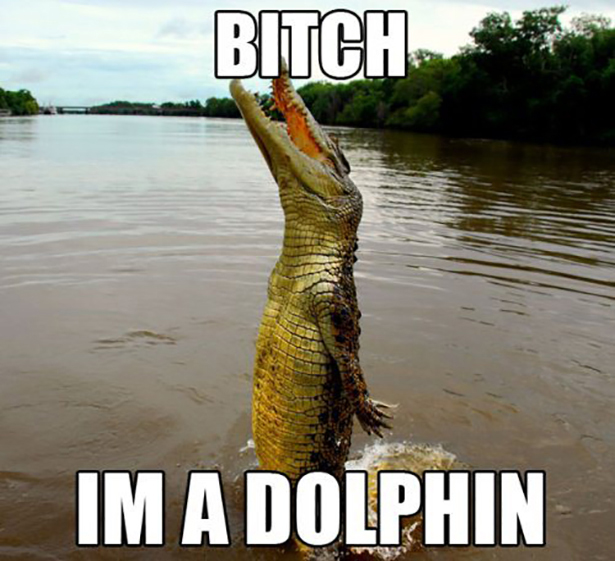 meme - animals pictures with funny captions - Bitch Ima Dolphin