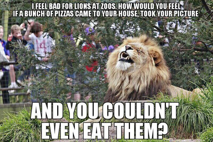 meme - zoo meme - Feel Bad For Lions At Zoos. How Would You Feel If A Bunch Of Pizzas Came To Your House, Took Your Picture And You Couldn'T Even Eat Them?