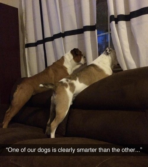 meme - perros mirando por la ventana meme - "One of our dogs is clearly smarter than the other..."