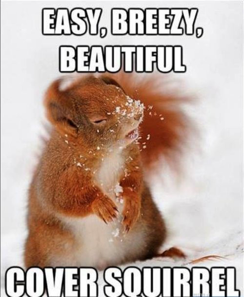 meme - cover squirrel - Easy, Breezy Beautiful Cover Squirrel