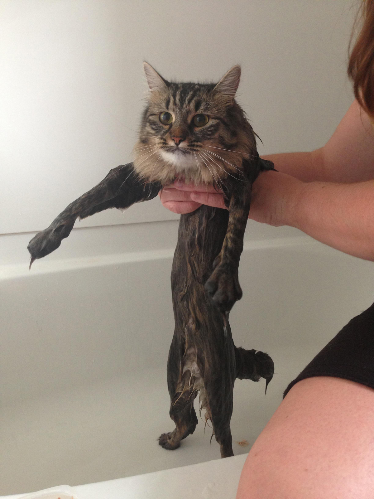 cats getting baths