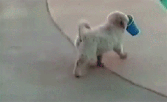 puppy falling into pool gif