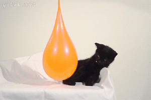 cat pops water balloon gif - gifak.net