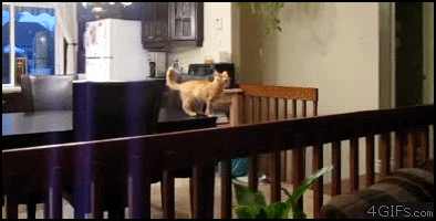 cat jumping and falling gif - 4 Gifs.com