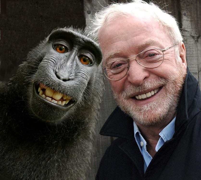 Macaque Monkey Loves Michael Caine