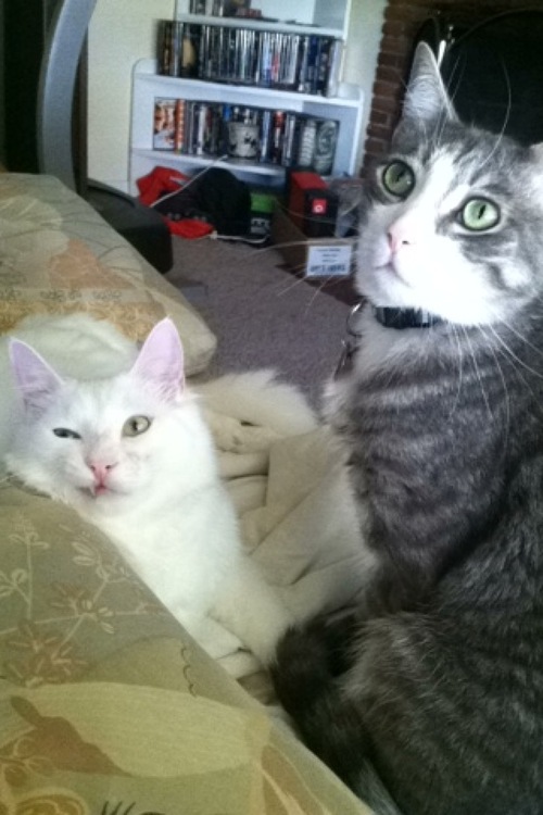 Derpy Cats
