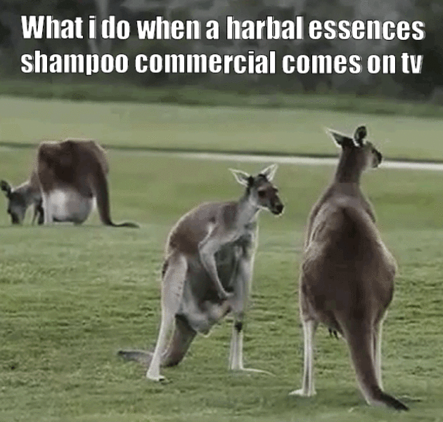 Kangaroo gets carried away by sexy herbal essences tv commerical!
