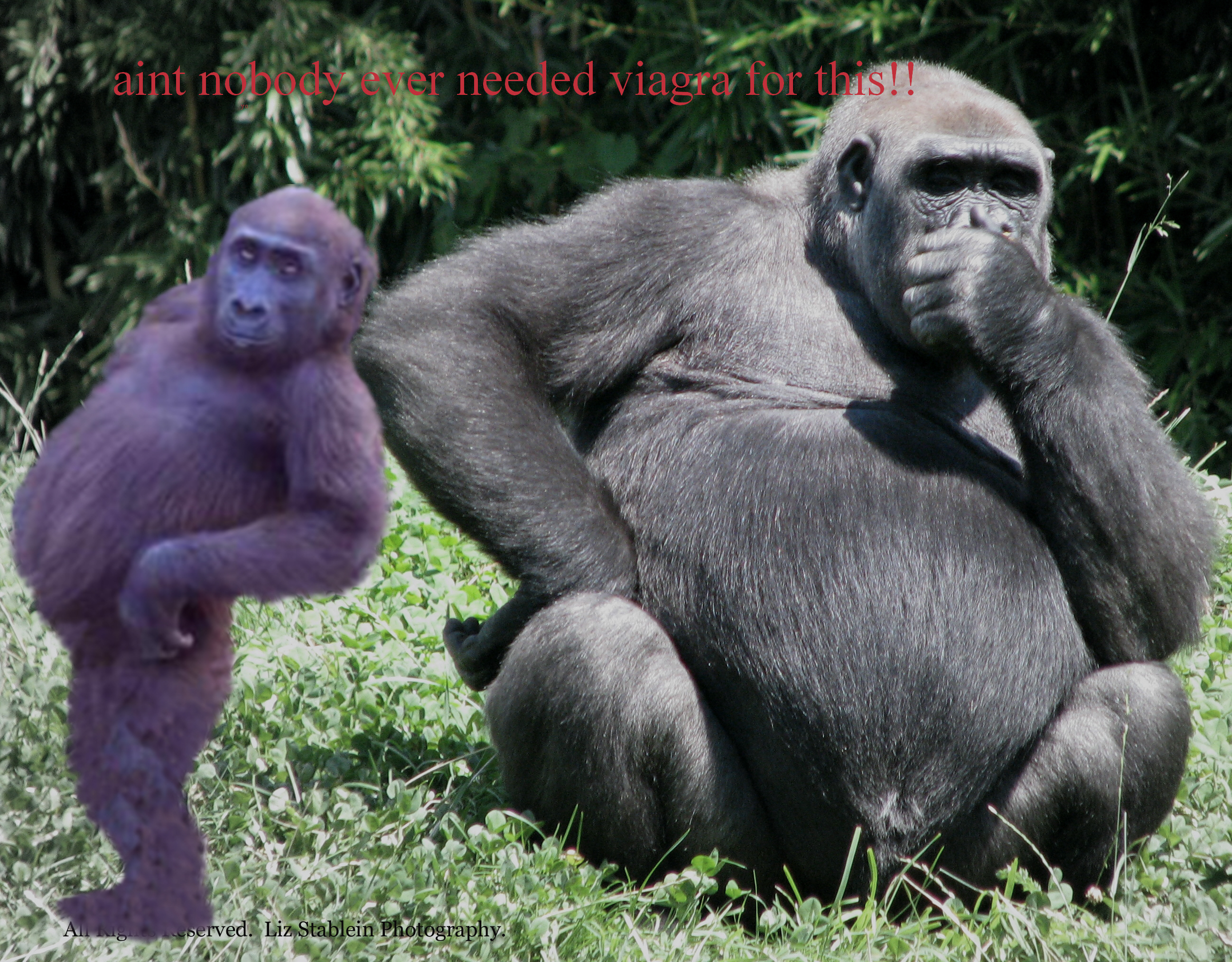 GORILLA CANT GET IT UP..