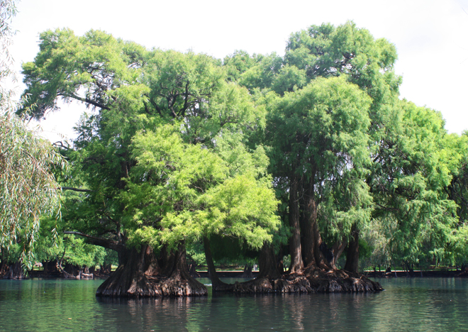 One of the oldest trees at the lake, is the center point of the lake, being surrounded by water.