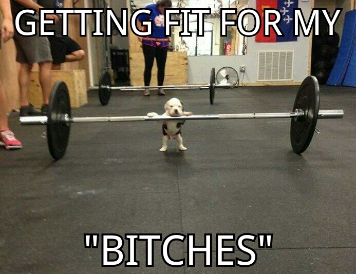 My dog in the gym this weekend...Decided to make a meme with it!