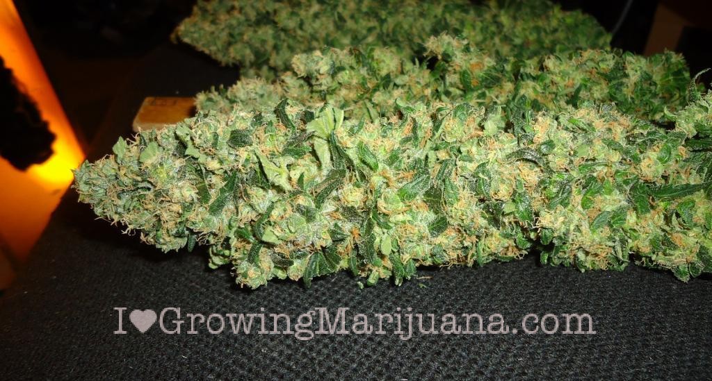 cannabis - I Growing Marijuana.com
