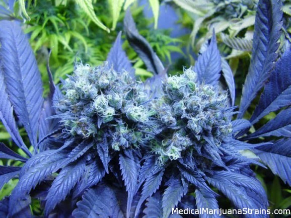 blue kush weed - Medical Marijuana Strains.com
