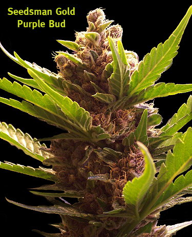 purple bud seedsman - Seedsman Gold Purple Bud