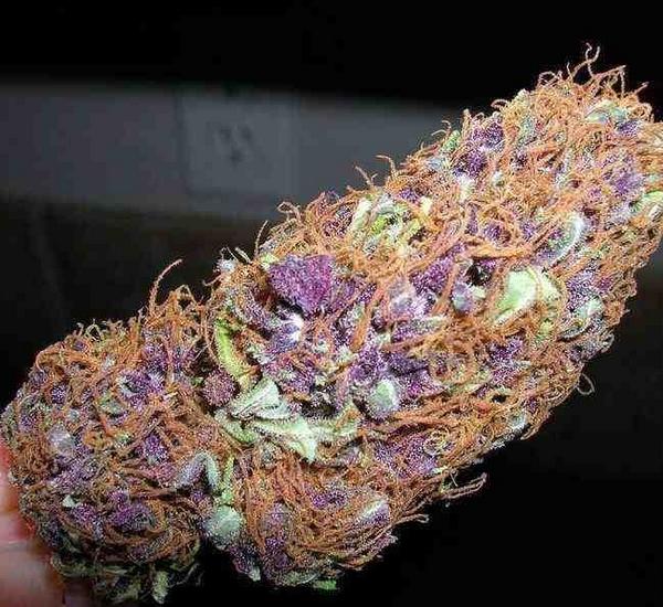 weed purple kush
