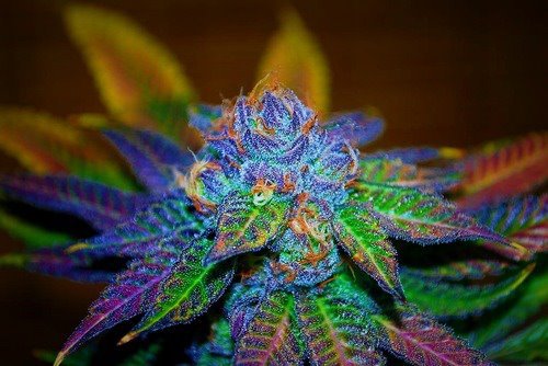 pretty marijuana plants
