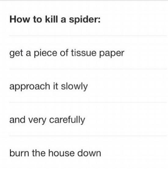 How to kill a spider get a piece of tissue paper approach it slowly and very carefully burn the house down