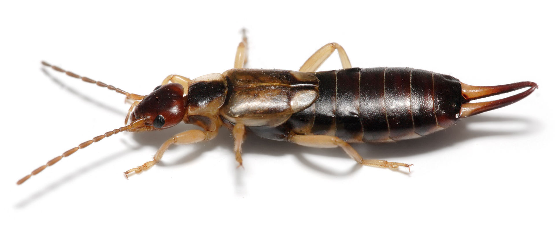 Earwigs:  While it is a rarity, earwigs have been known from times to time to come hang out in your ear canal just to freak you out.