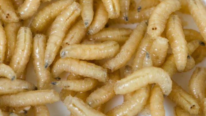 Maggots:  These repugnant creatures have been found all over humans, though majority of infections occur in the scalp. Avoid garbage cans, dead animals, and rotten food if you dont want a coiffure resident.