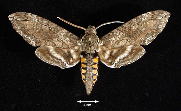 Moths:  Common Moths have been known to go crawling through your ears every now and then and it is extremely hard to remove, doctors have to carefully remove them with tweezers.