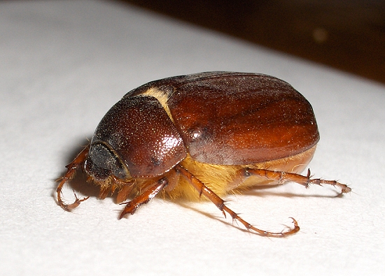 June Bugs:  These beetles have been found in several ear and mouths of people, causing hearing disturbances.