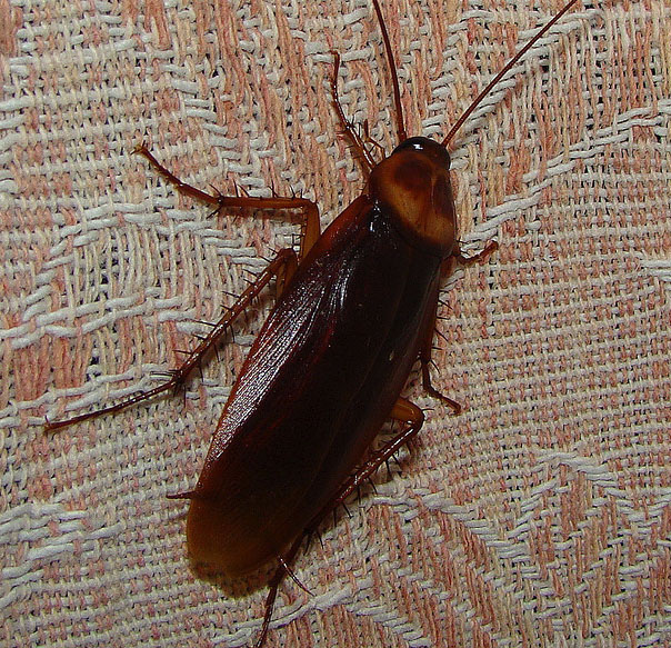 Roaches:  You may want to sleep with earplugs if you have an roach infestation because they are the most common bug to go wandering into your ear.