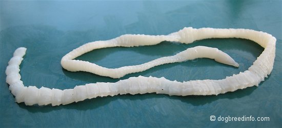 Tapeworm:  This vile scum lives in your digestive tract and there are no signs or symptoms. The only way to know for sure if you have a Tapeworm is to inspect your stool and look for parts of the parasite.