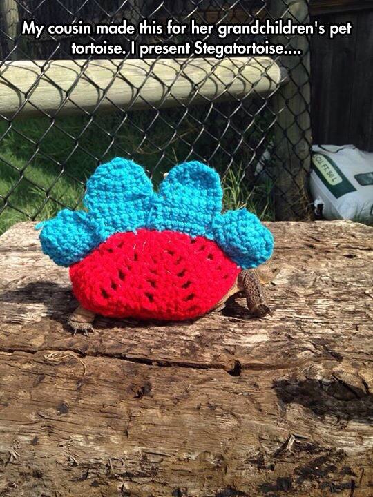 tortoise shell knitting pattern - My cousin made this for her grandchildren's pet tortoise. I present Stegatortoise....